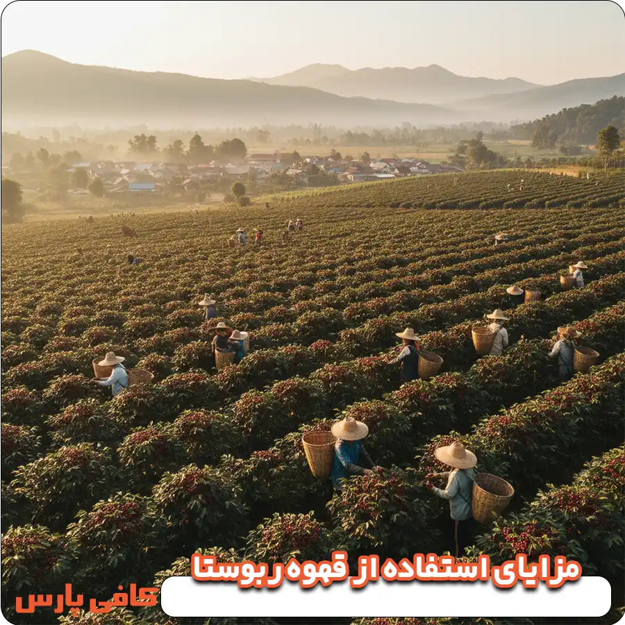 مزایای استفاده از قهوه ربوستا