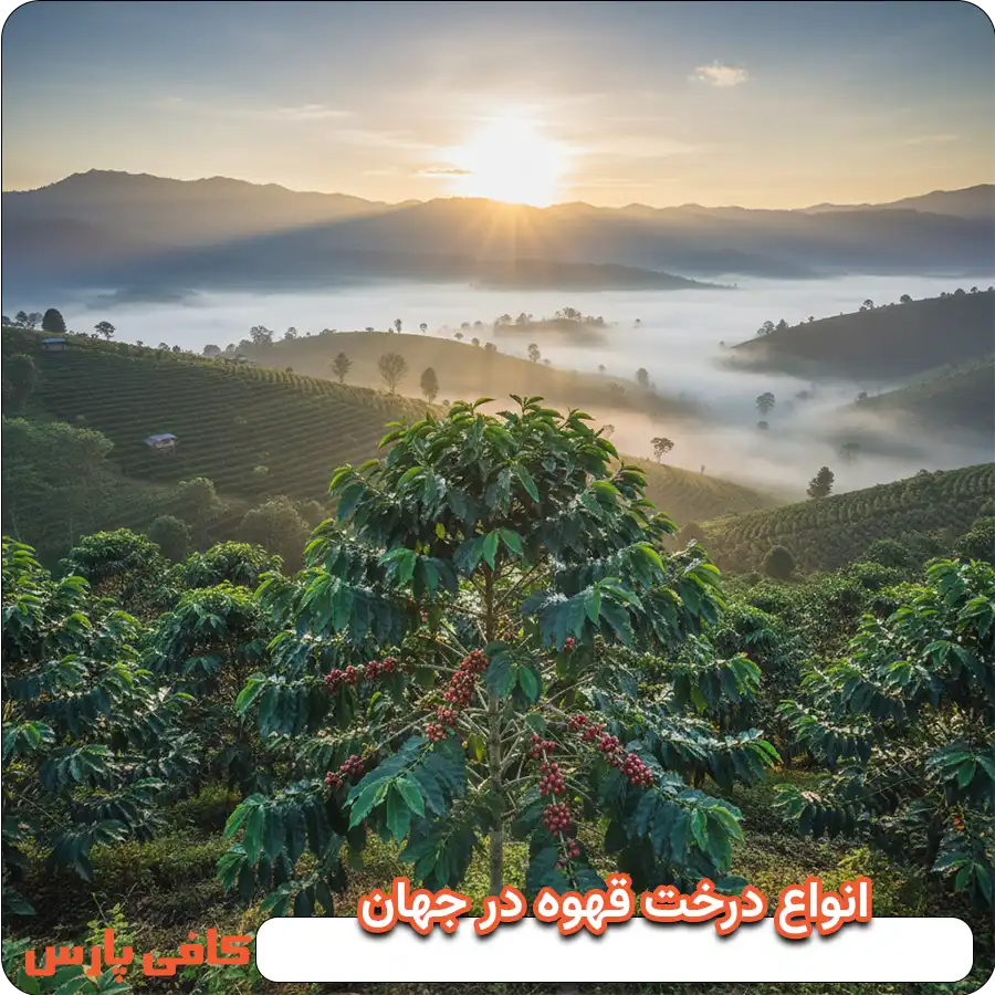 قهوه اصل از چی درست میشه؟