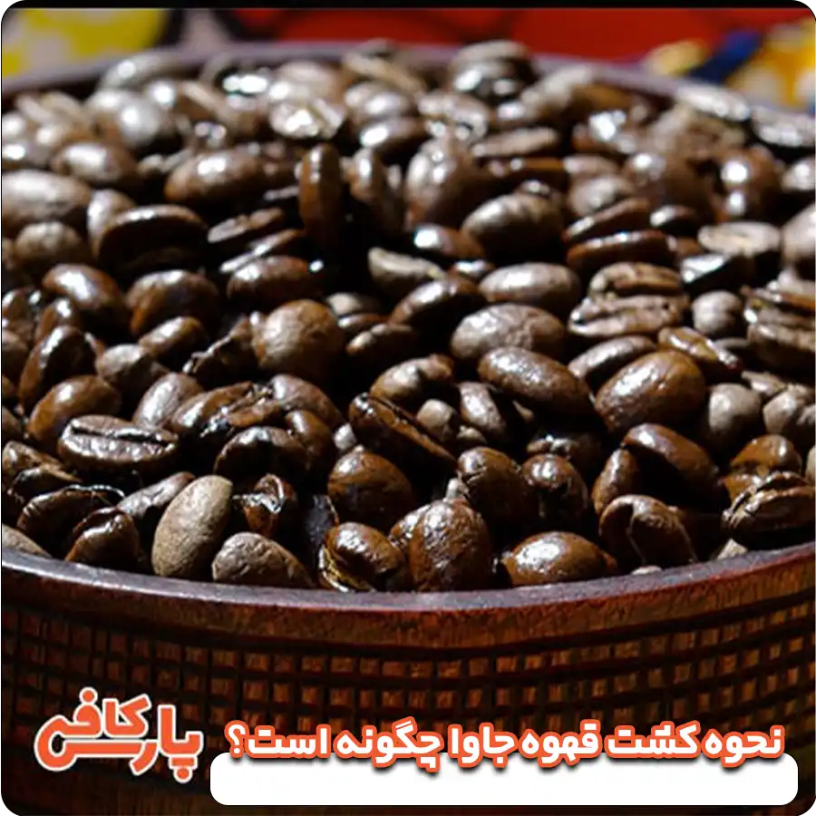 نحوه کشت قهوه جاوا چگونه است؟