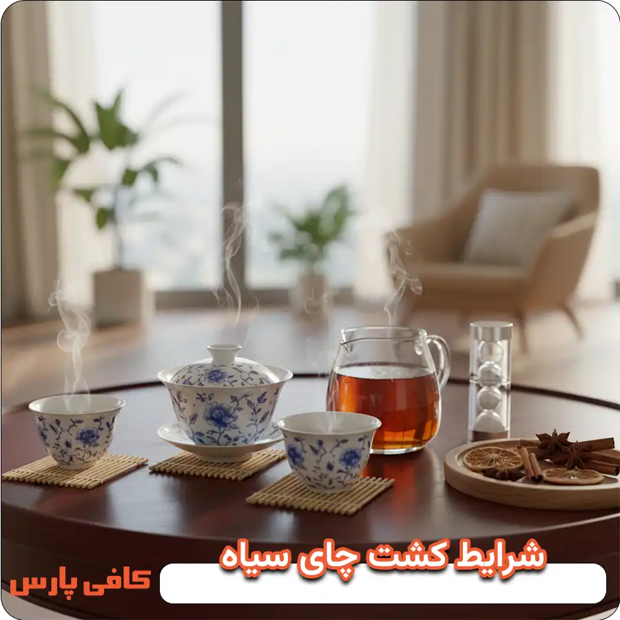 شرایط کشت چای سیاه