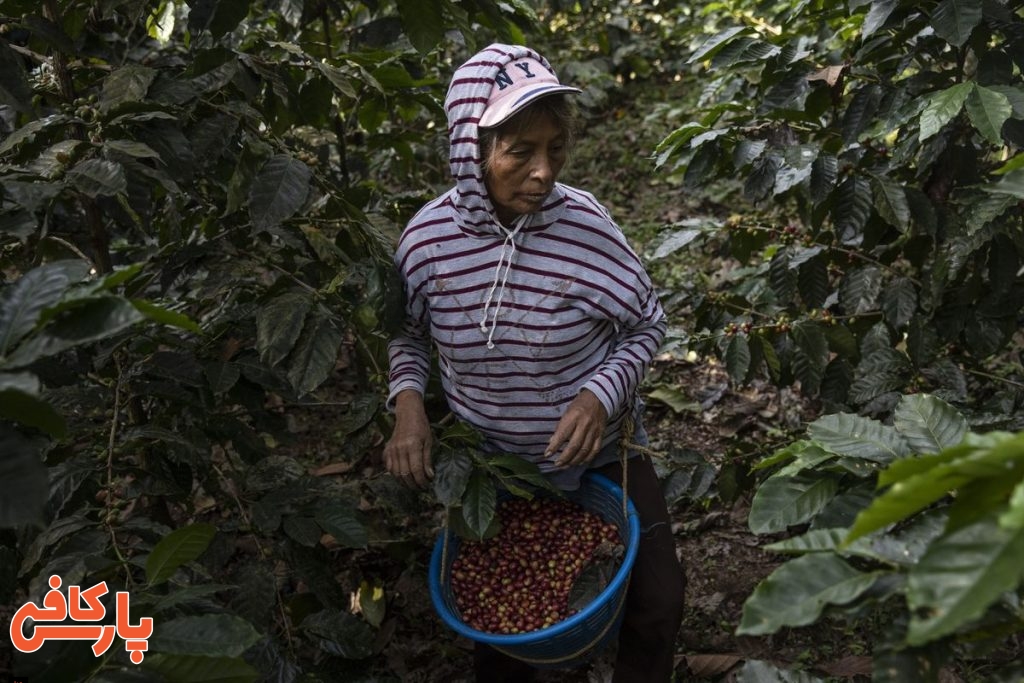 ده کشور برتر در تولید قهوه