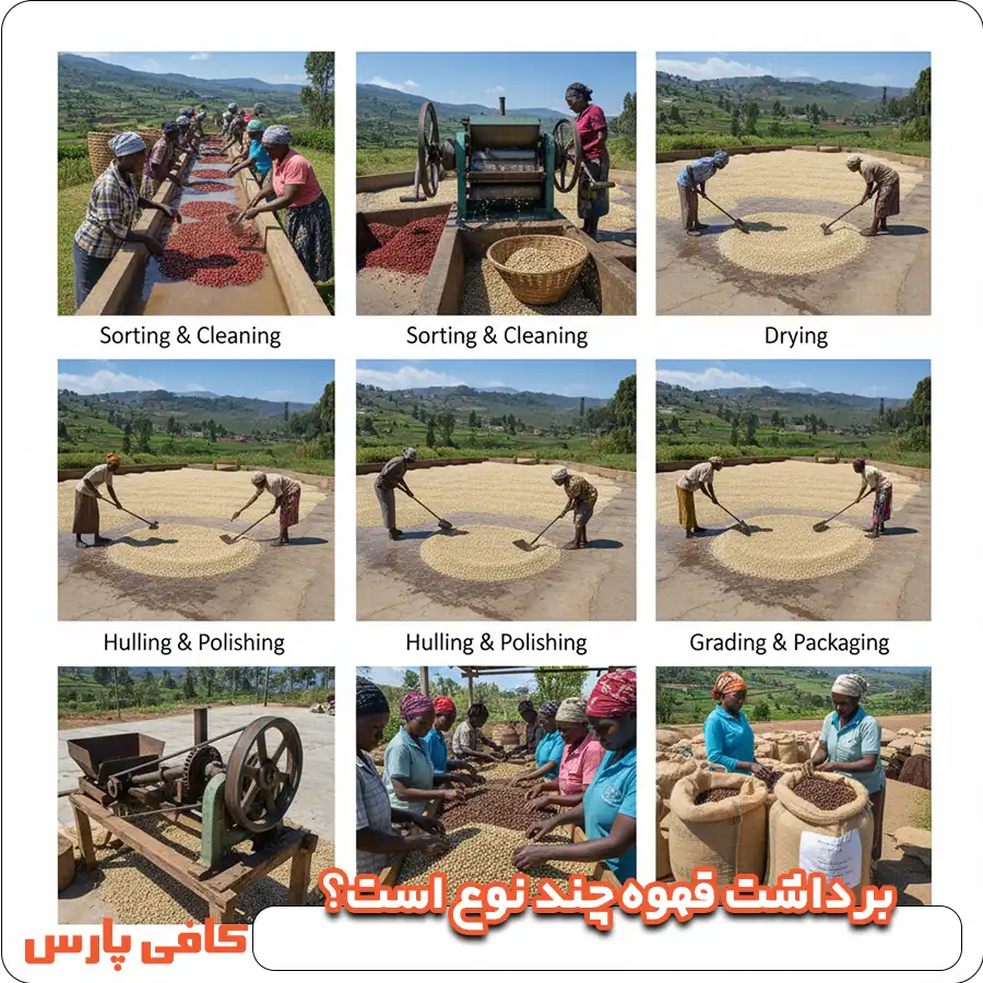 برداشت قهوه چند نوع است؟