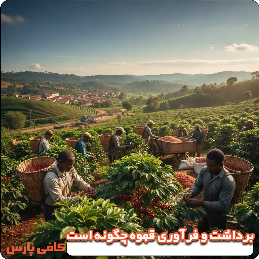 برداشت و فرآوری قهوه چگونه است