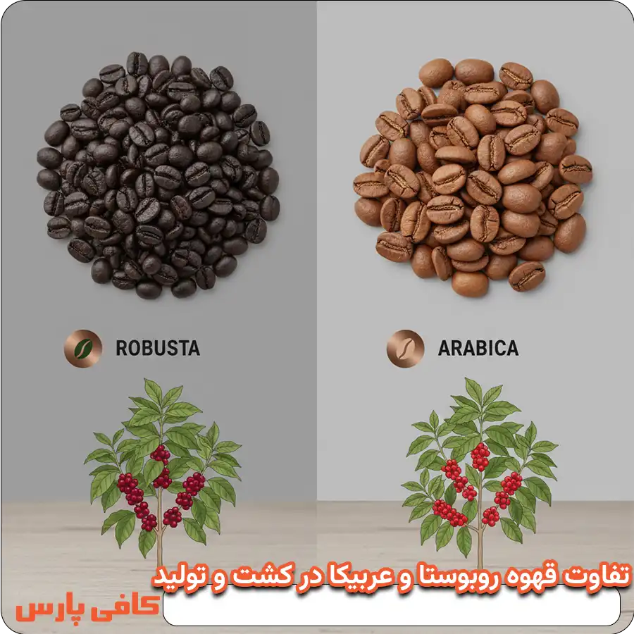 روبوستا و عربیکا