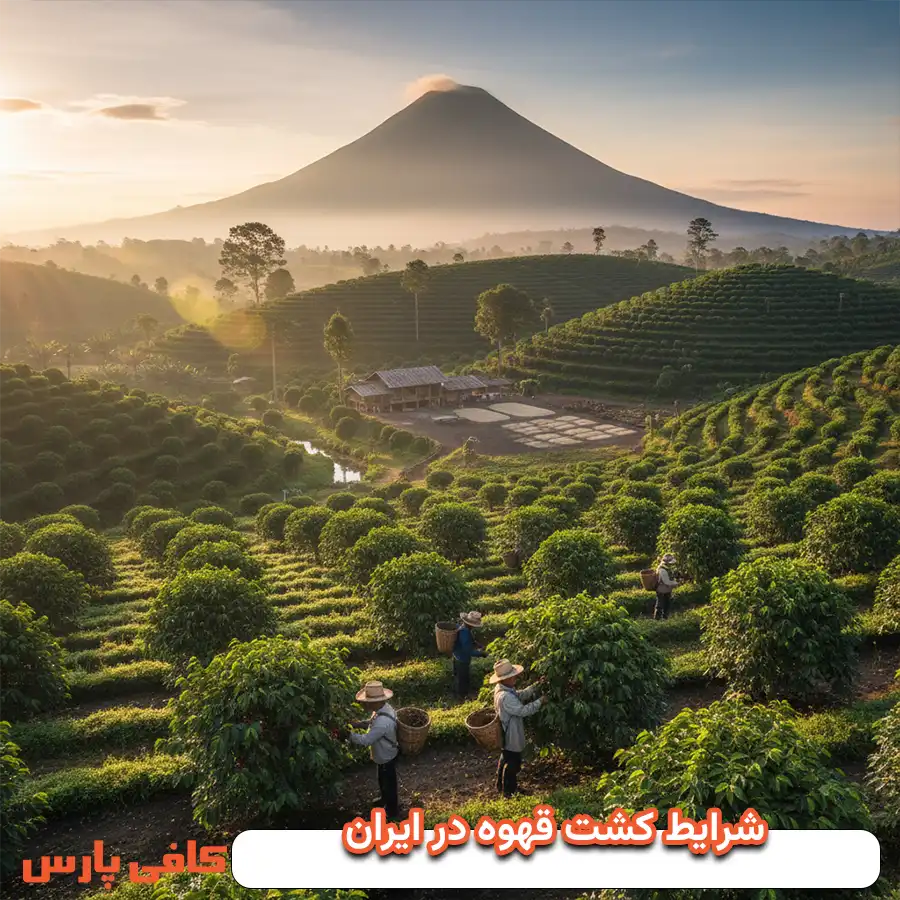 شرابط کشت قهوه در ایران