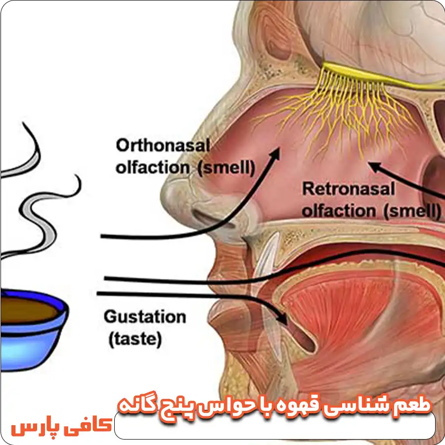 طعم‌ شناسی قهوه با حواس پنج گانه